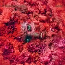 A World of Service – Jasss